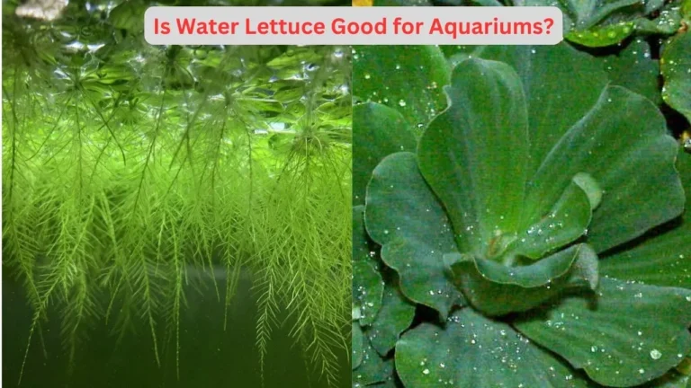 Is Water Lettuce Good for Aquariums