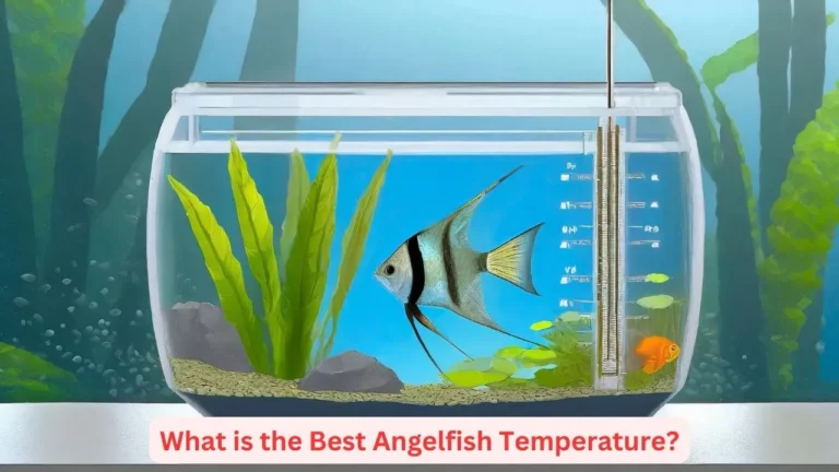 angelfish temperature