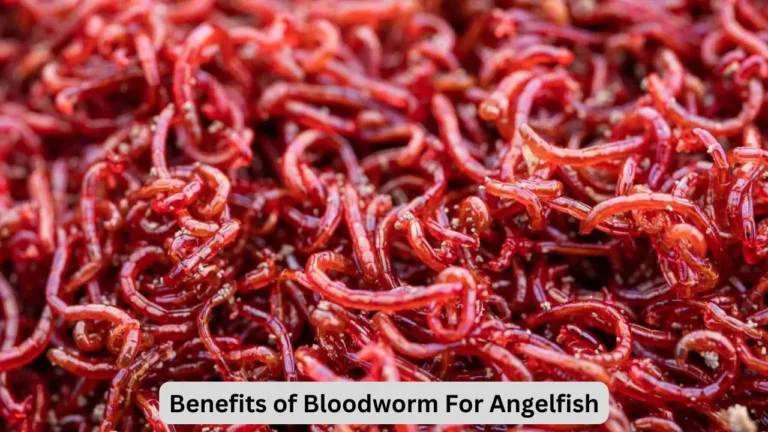 Bloodworms For Angelfish