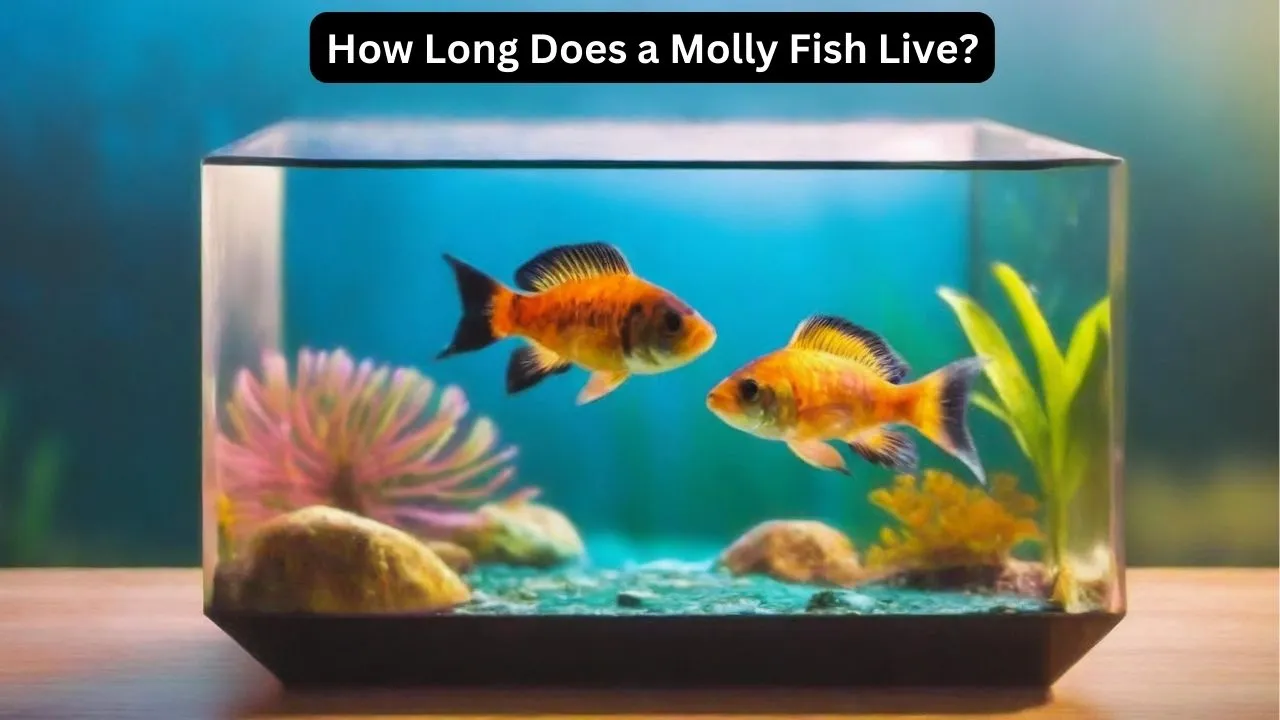Life Expectancy Of A Molly Fish