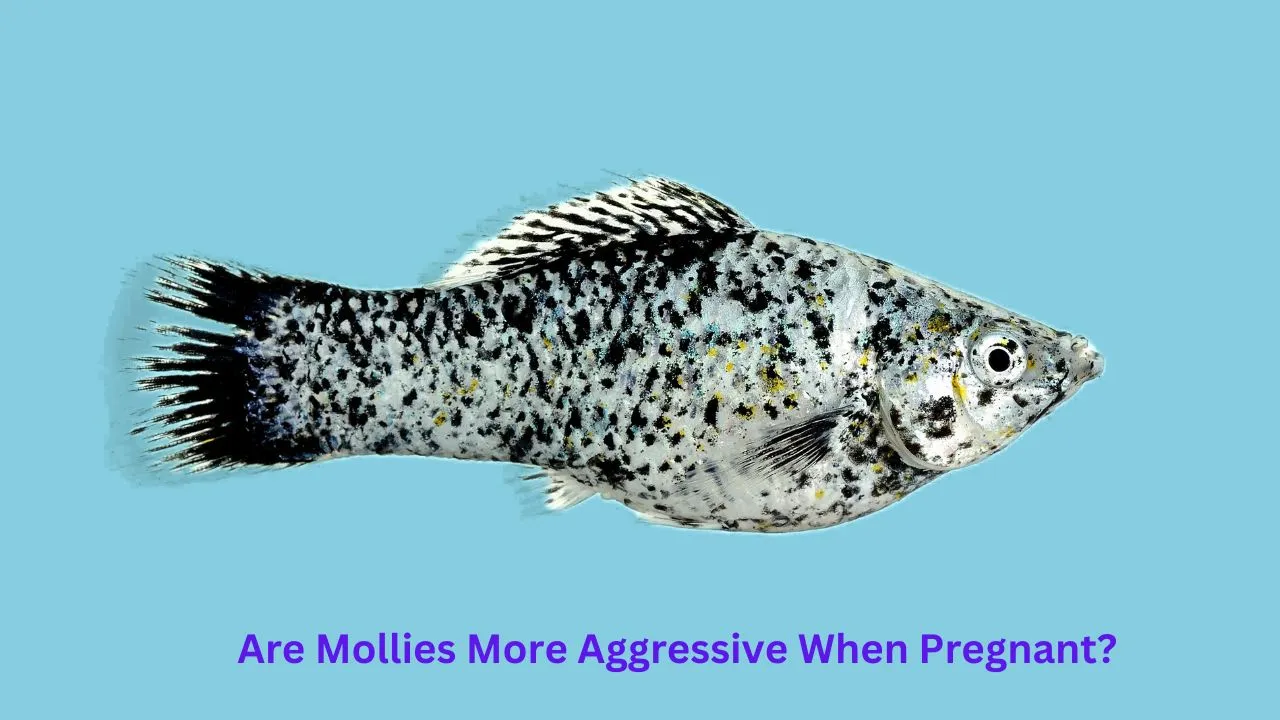 are molly fish aggressive