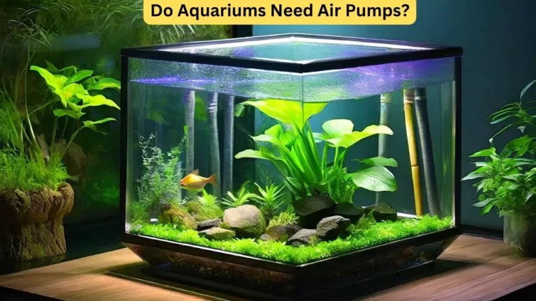 do aquariums need air pumps