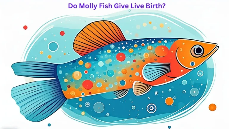 Do Molly Fish Give Live Birth
