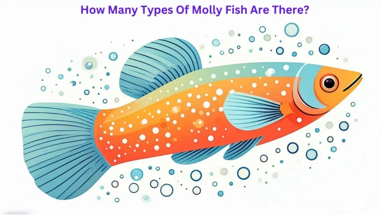 different types of molly fish