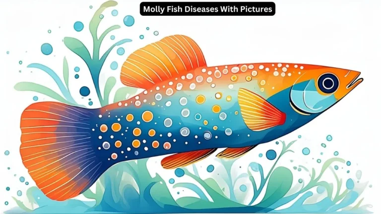 Molly Fish Disease