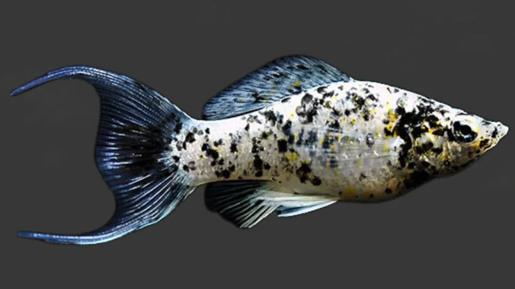 molly fish gender
