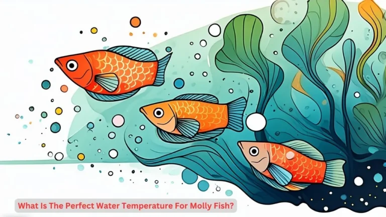 molly fish water temperature
