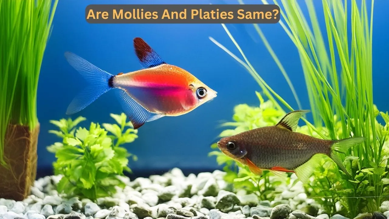 mollies and platies