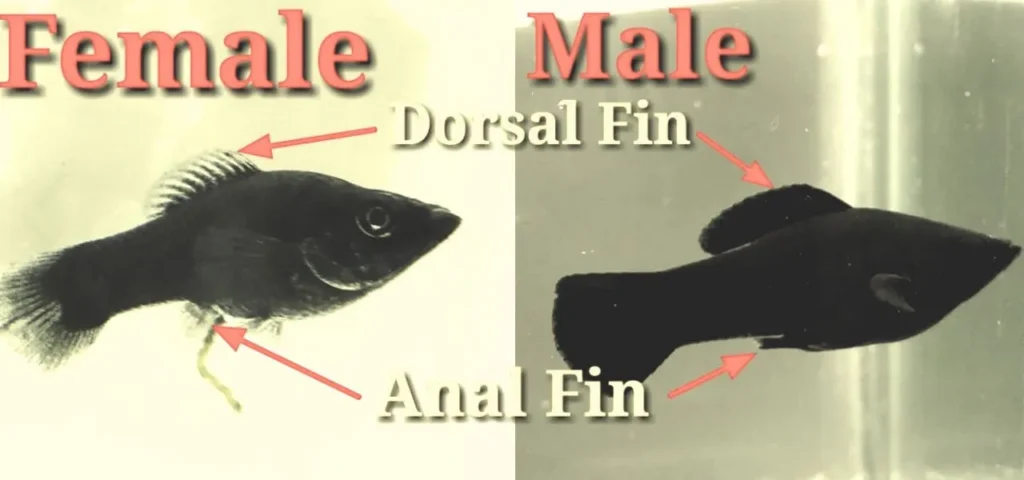 molly fish gender identification