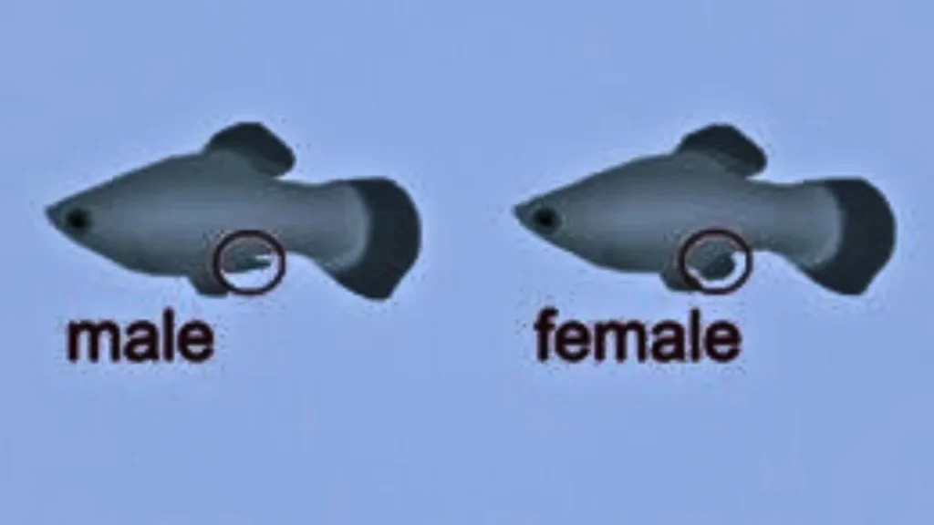 gender of molly fish