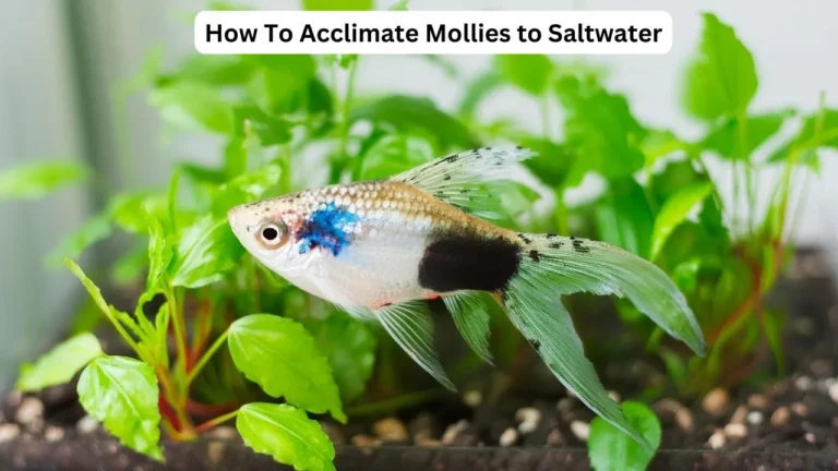 saltwater mollies