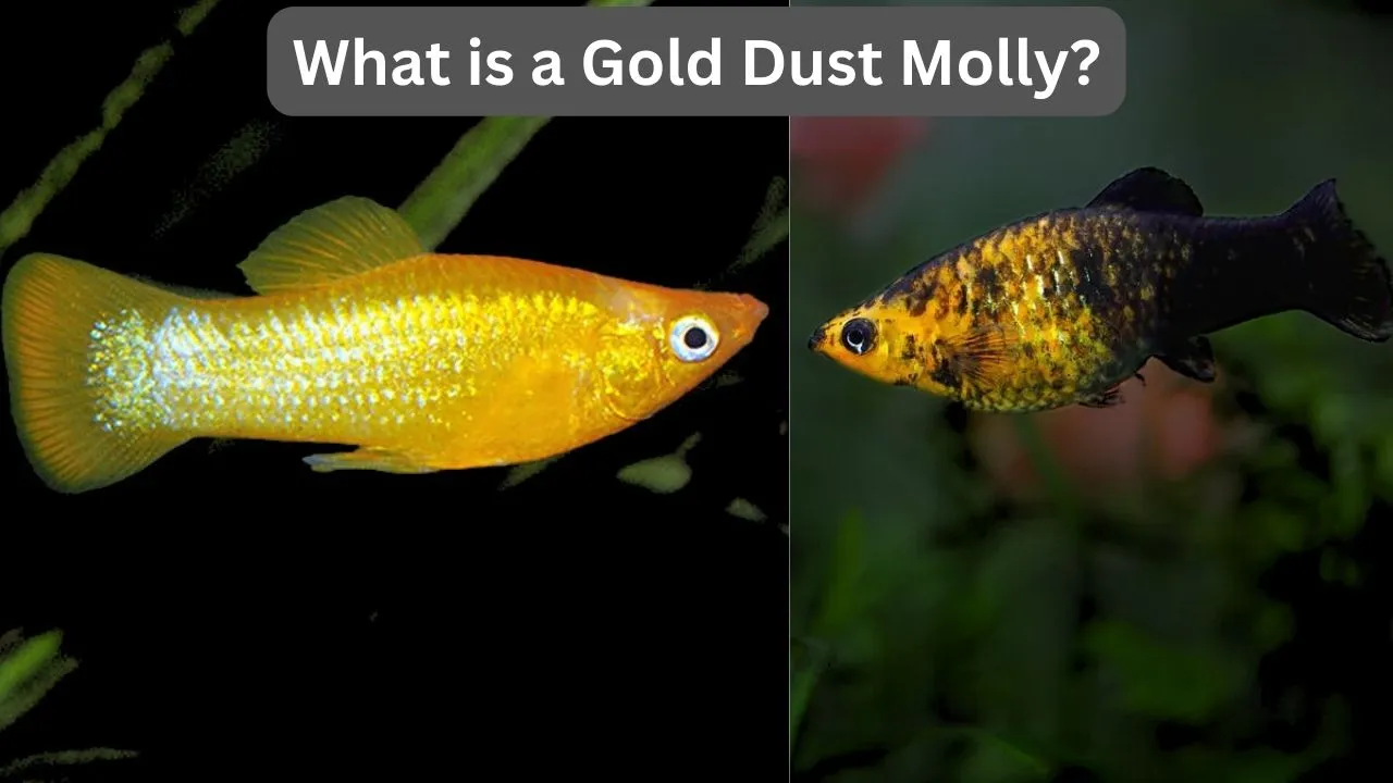 gold dust molly